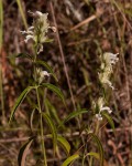 Hypoestes forskaolii subsp. forskaolii