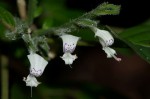 Hypoestes forskaolii subsp. forskaolii