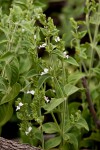 Hypoestes forskaolii subsp. forskaolii