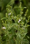 Hypoestes forskaolii subsp. forskaolii