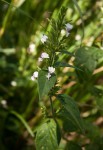 Hypoestes forskaolii subsp. forskaolii