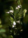 Hypoestes forskaolii subsp. forskaolii