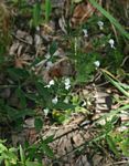 Hypoestes forskaolii subsp. forskaolii