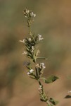 Hypoestes forskaolii subsp. forskaolii