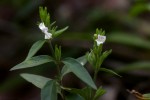 Hypoestes forskaolii subsp. forskaolii