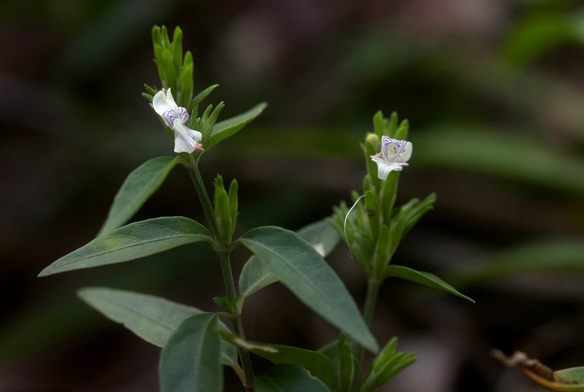 Hypoestes forskaolii subsp. forskaolii