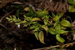 Hypoestes forskaolii subsp. forskaolii