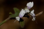 Hypoestes forskaolii subsp. forskaolii