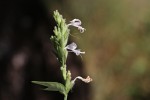 Hypoestes forskaolii subsp. forskaolii