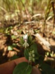 Hypoestes forskaolii subsp. forskaolii