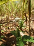 Hypoestes forskaolii subsp. forskaolii