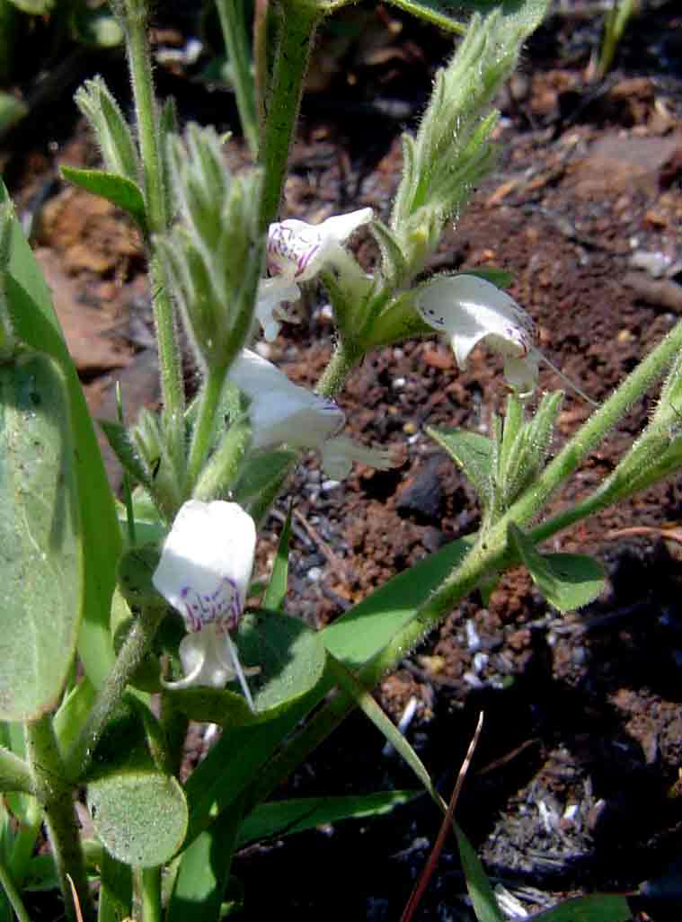 Hypoestes forskaolii subsp. forskaolii