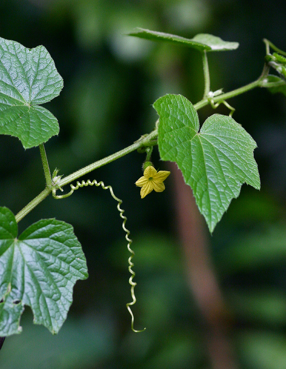 Oreosyce africana