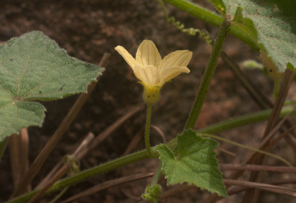 Oreosyce africana