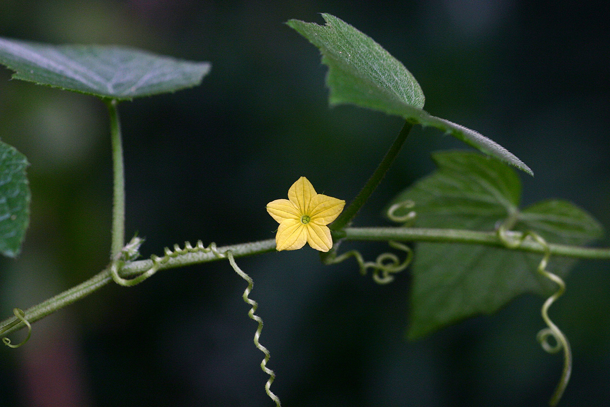 Oreosyce africana