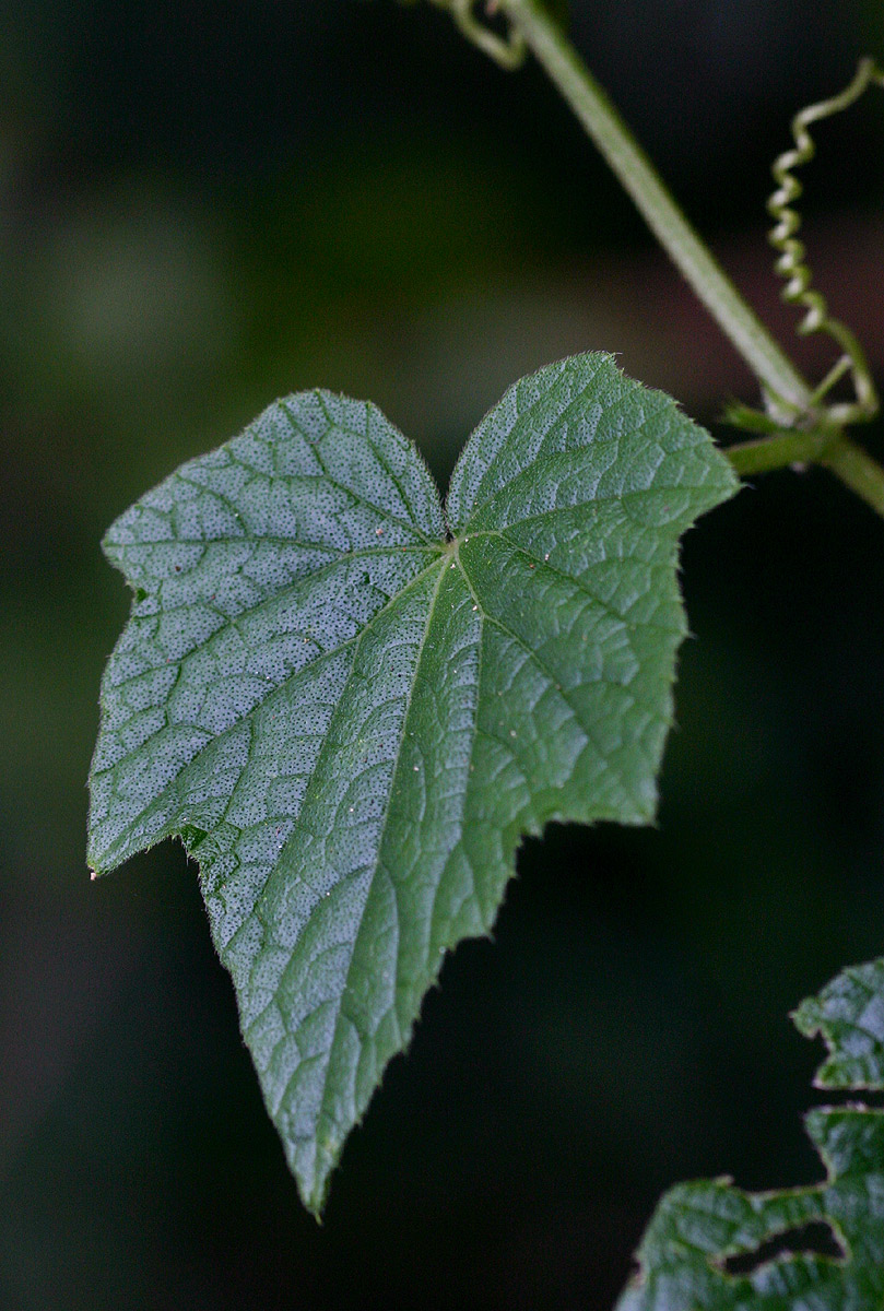 Oreosyce africana