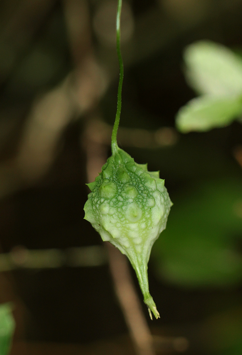 Momordica charantia