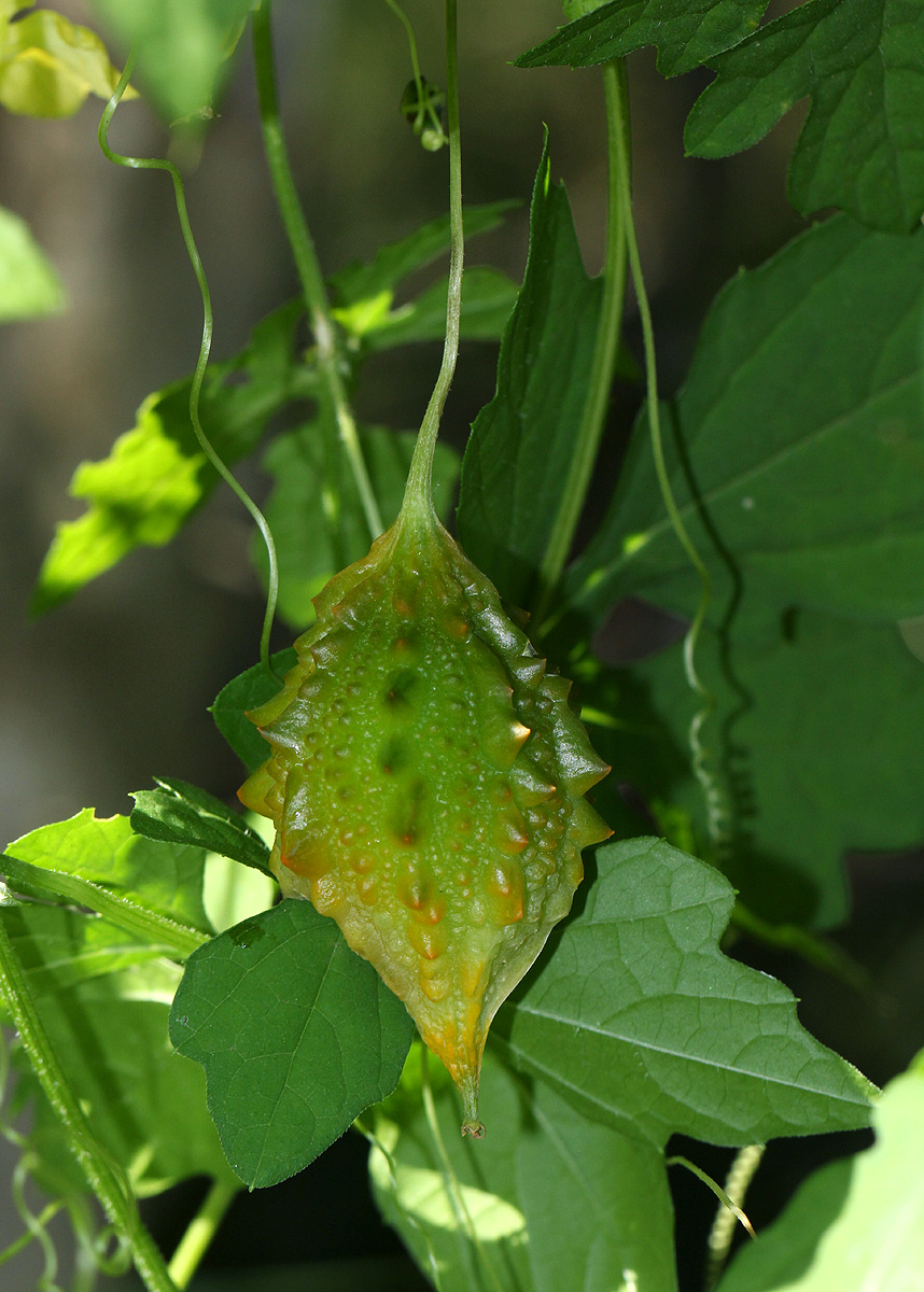 Momordica charantia