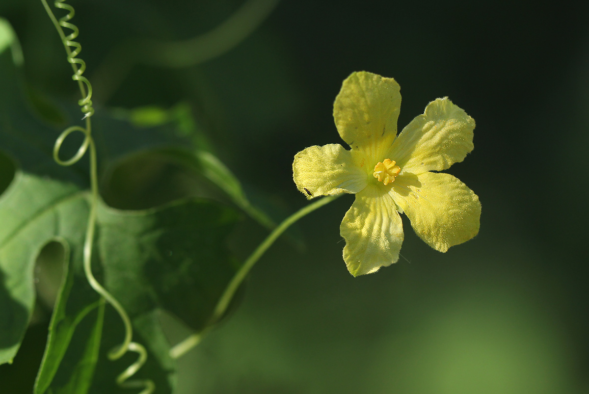 Momordica charantia