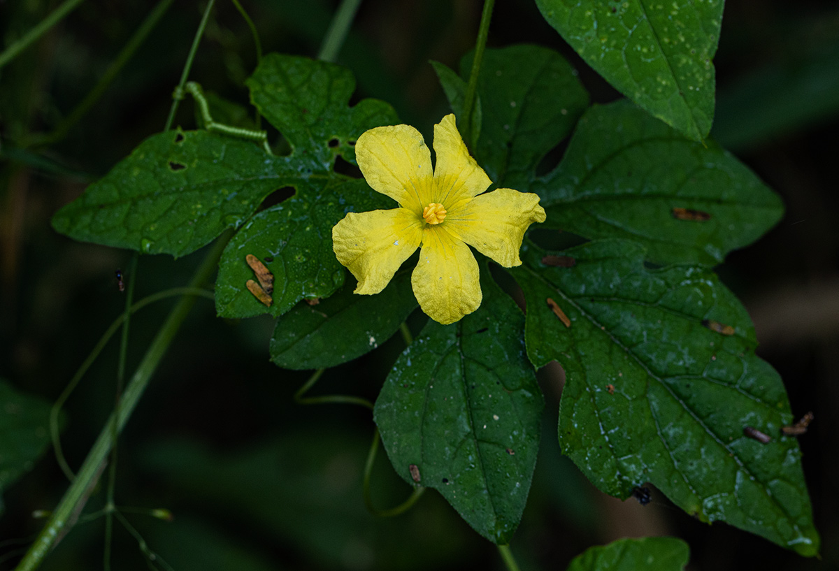 Momordica charantia