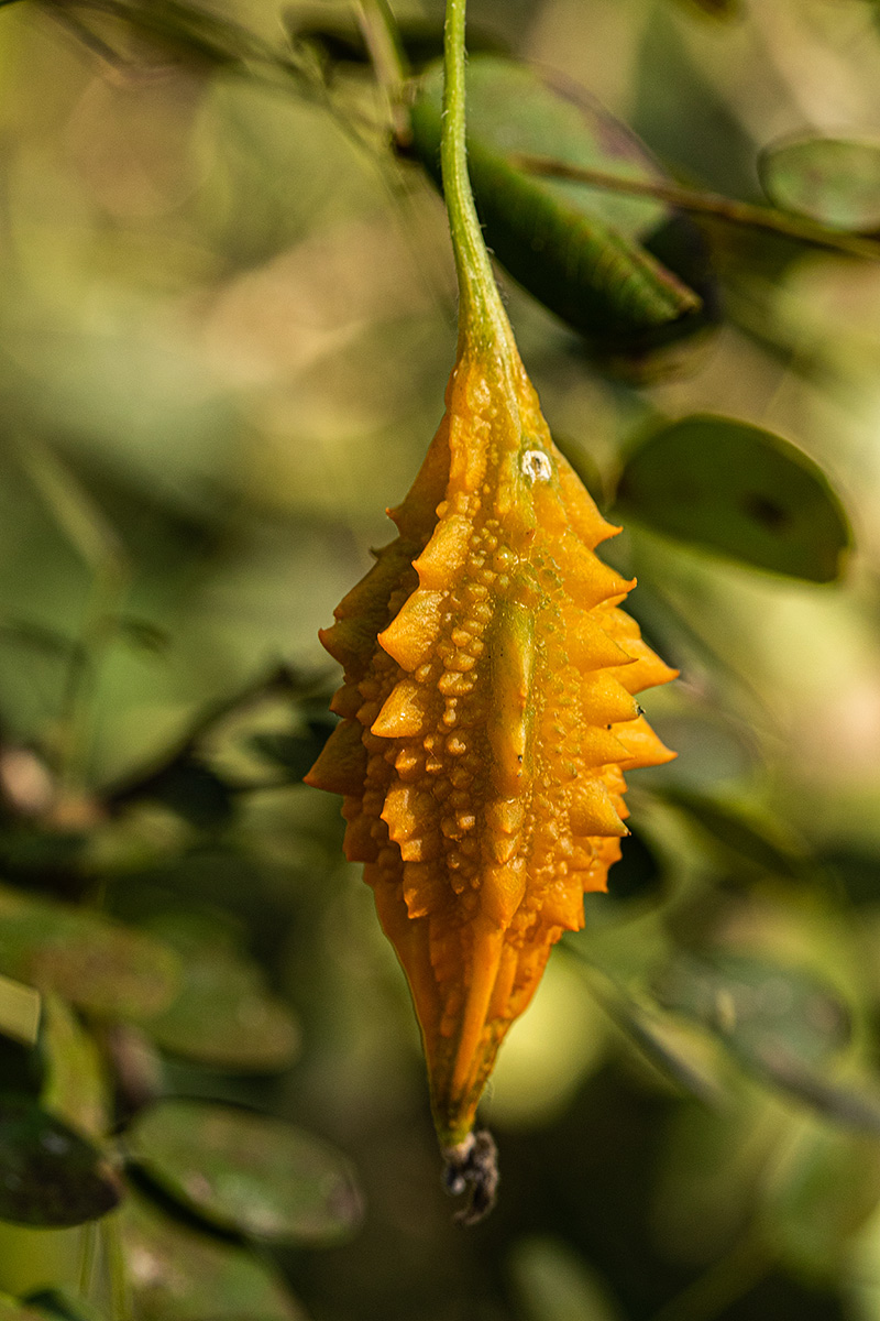 Momordica charantia