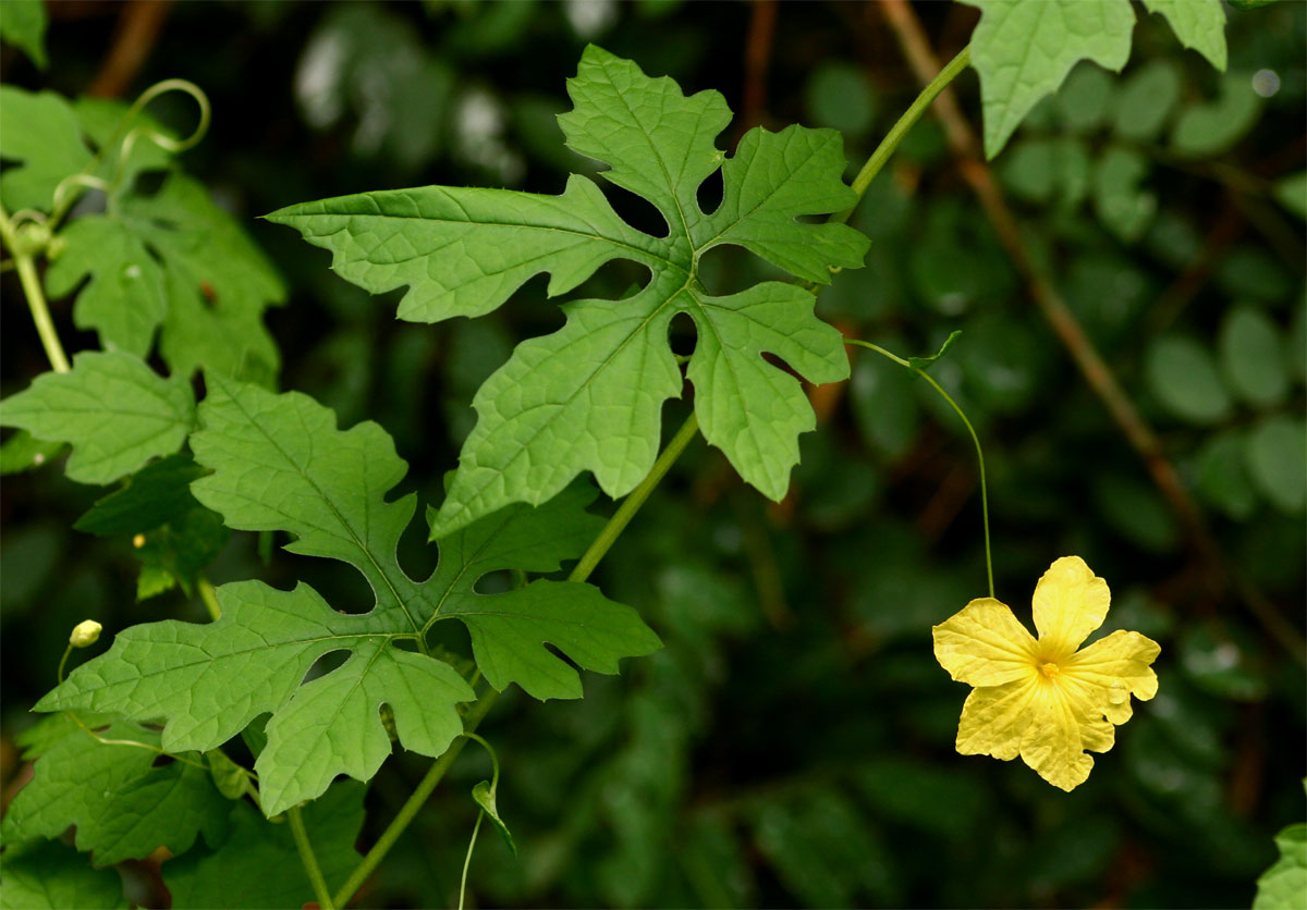 Momordica charantia