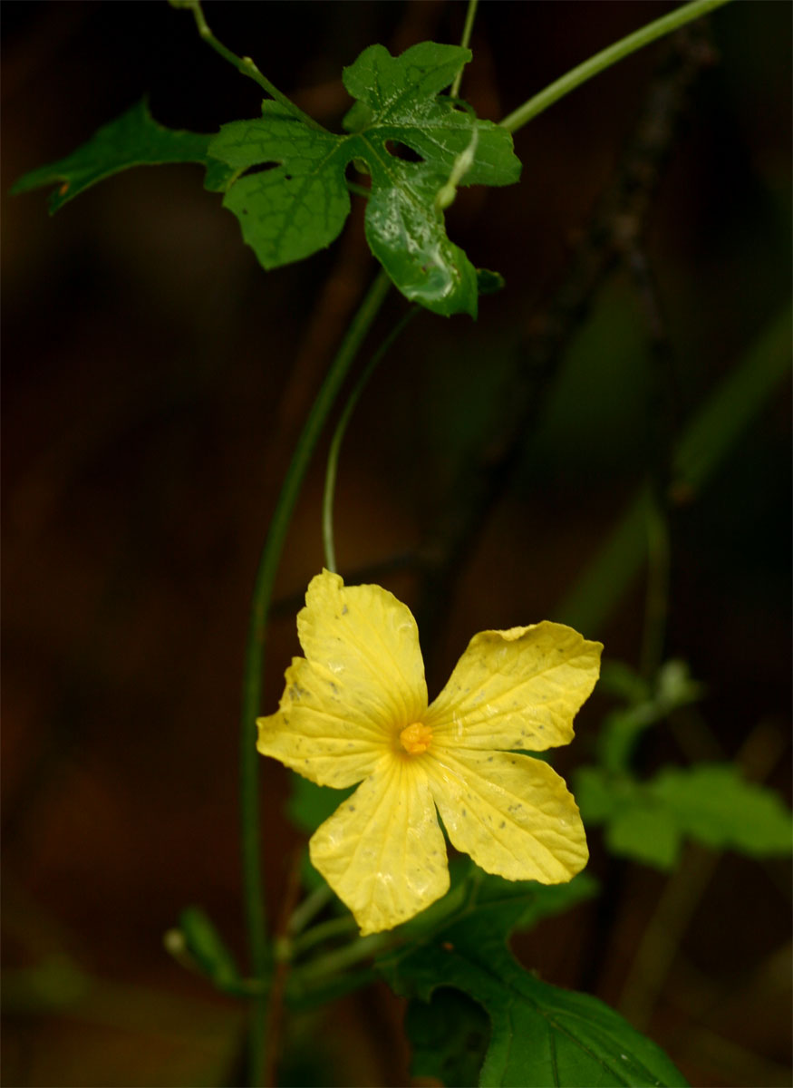 Momordica charantia