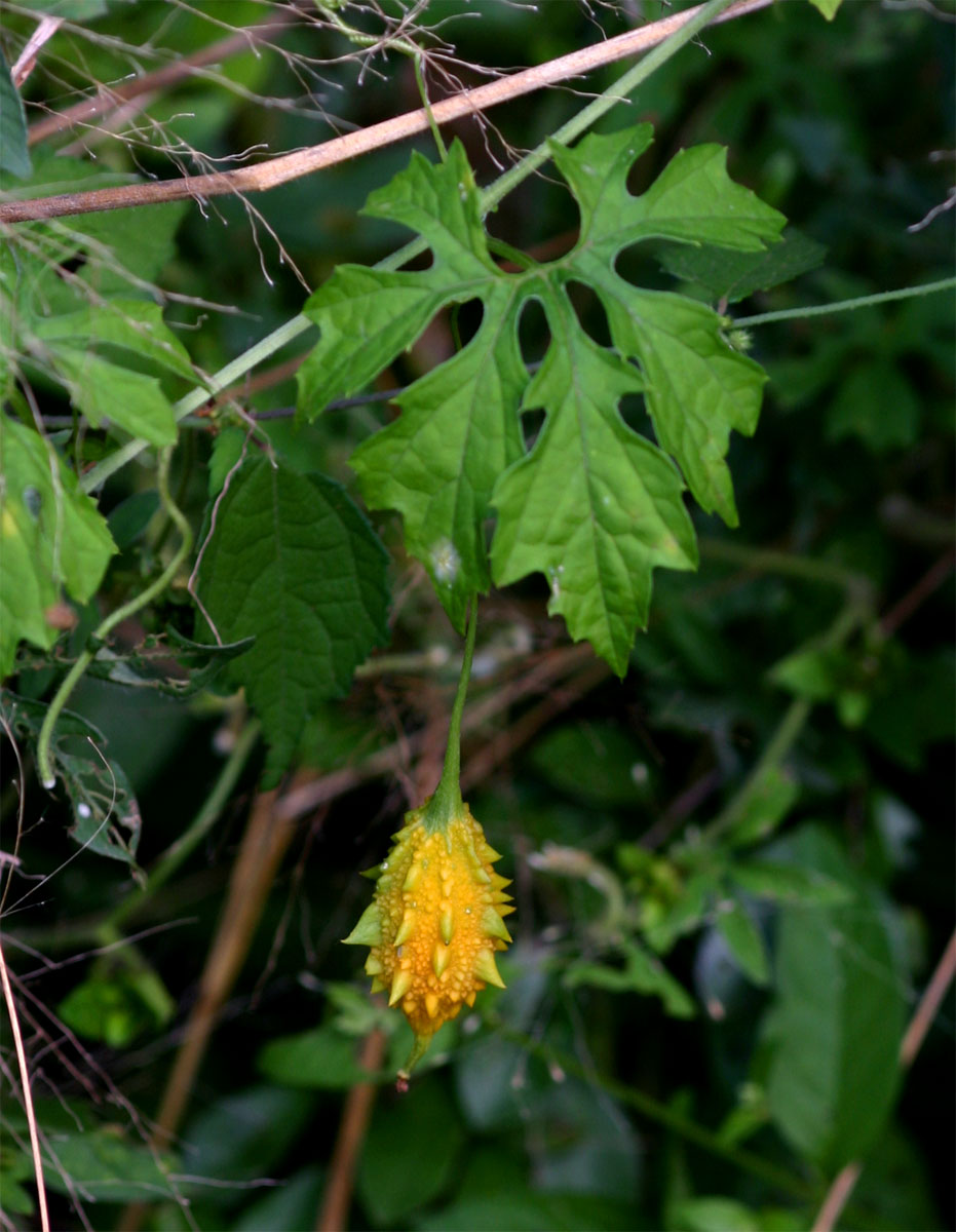 Momordica charantia