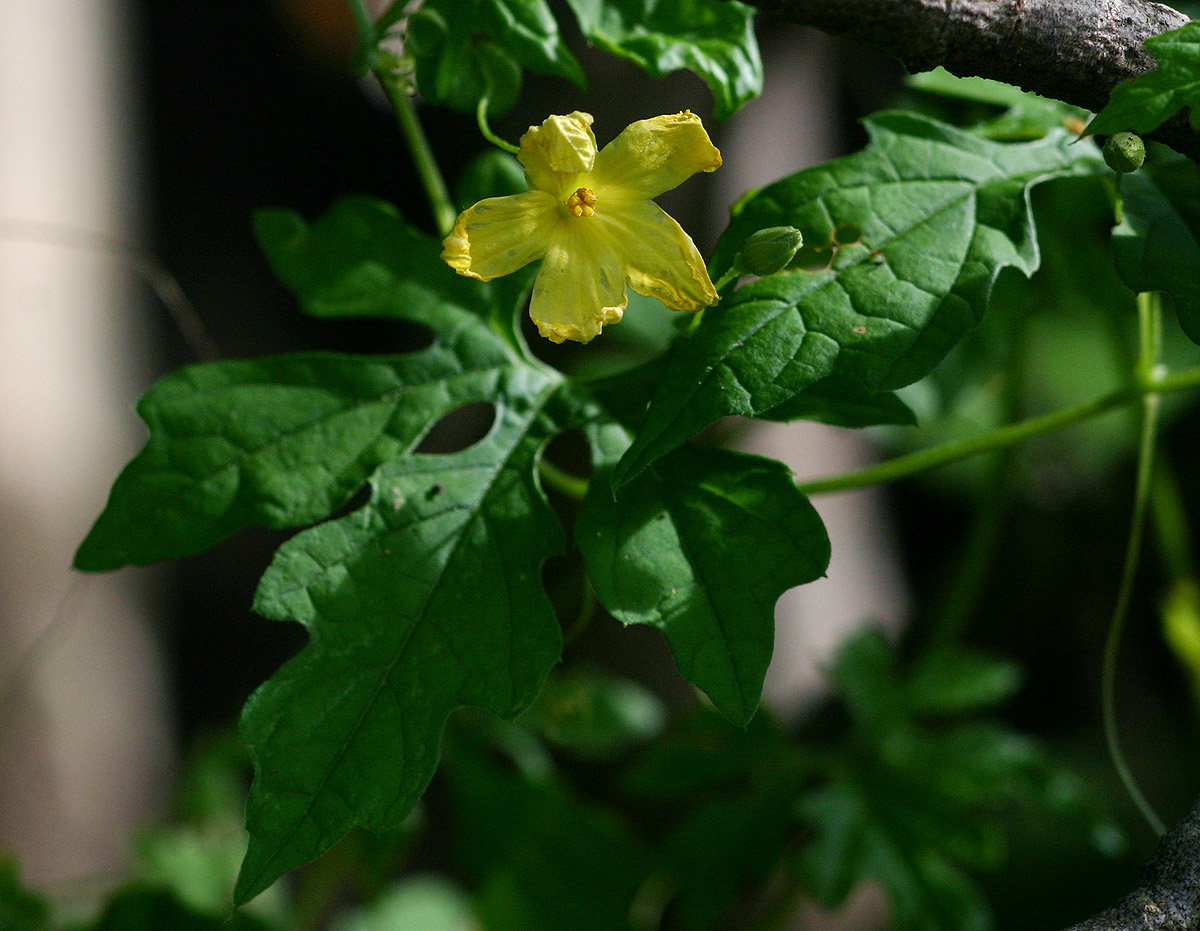 Momordica charantia