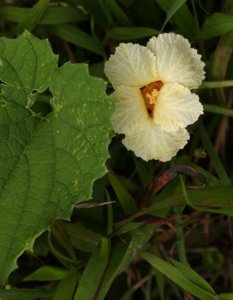 Momordica foetida