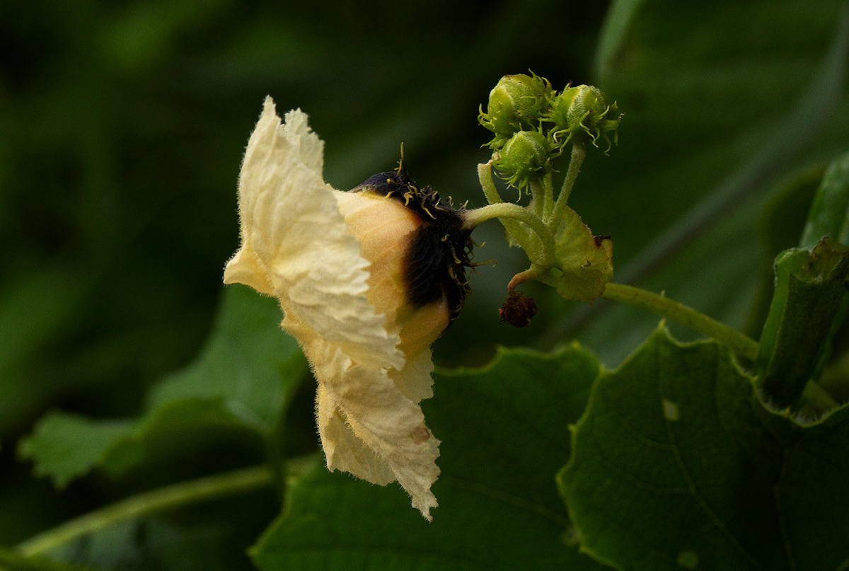 Momordica foetida