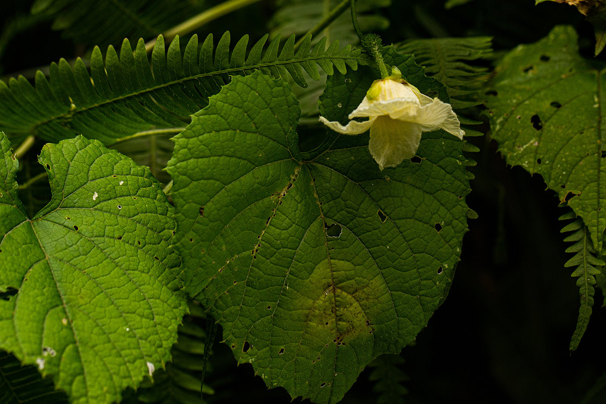 Momordica foetida