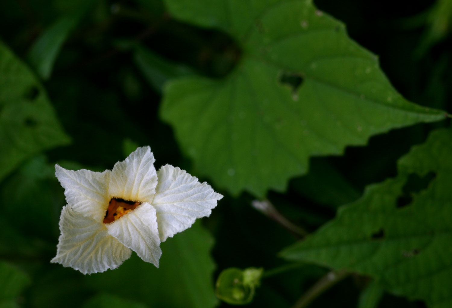 Momordica foetida