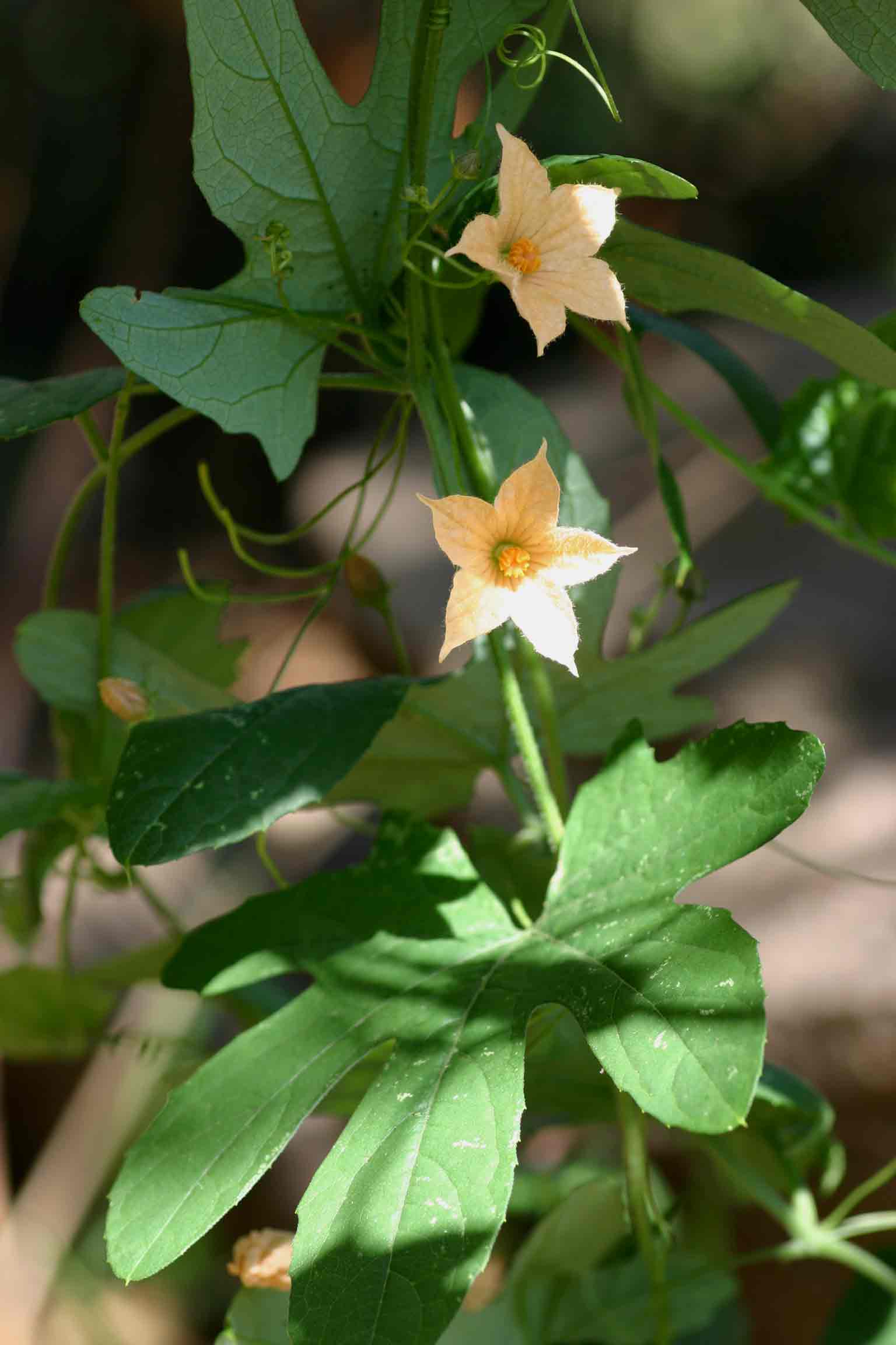 Coccinia adoensis