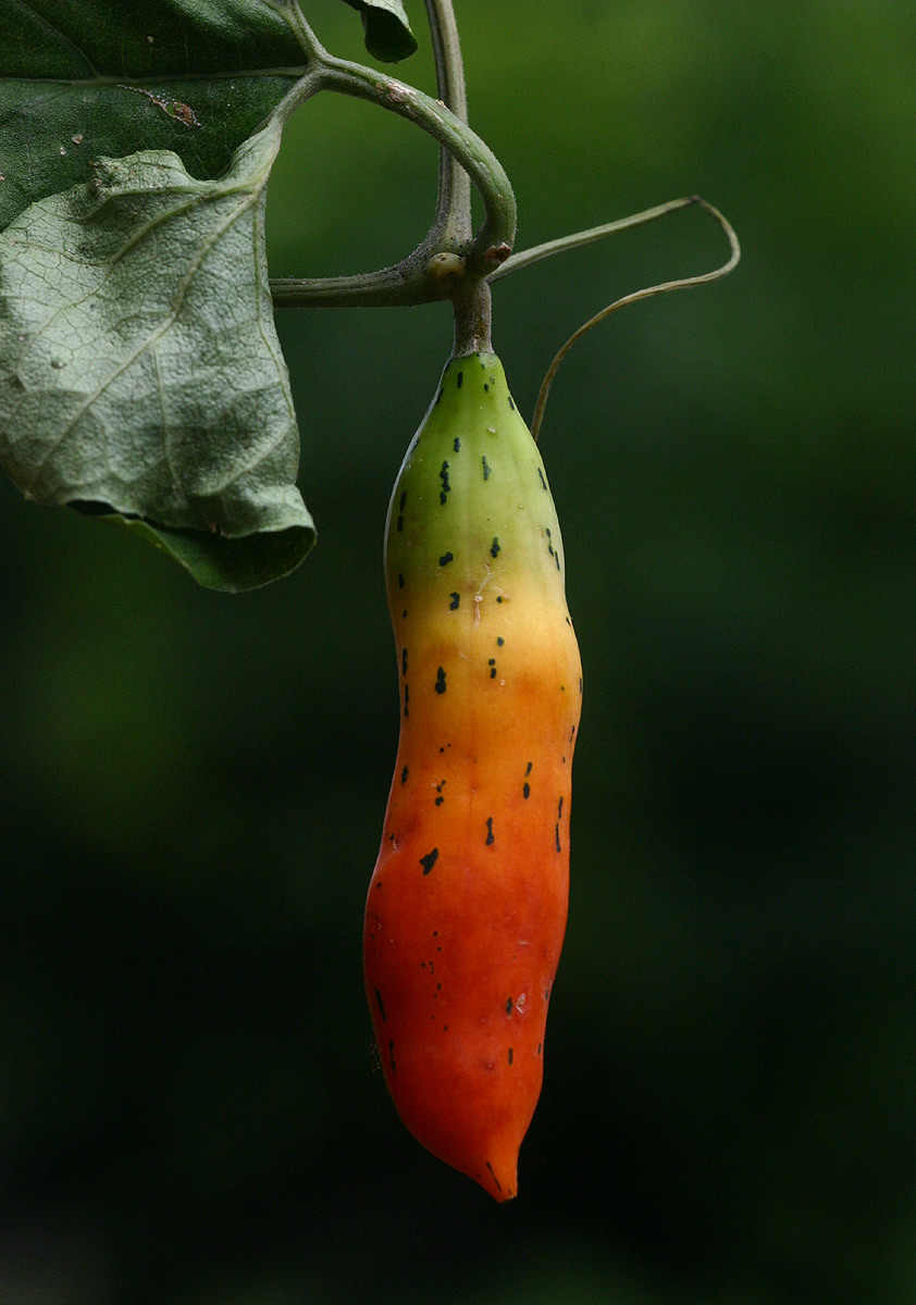 Coccinia adoensis