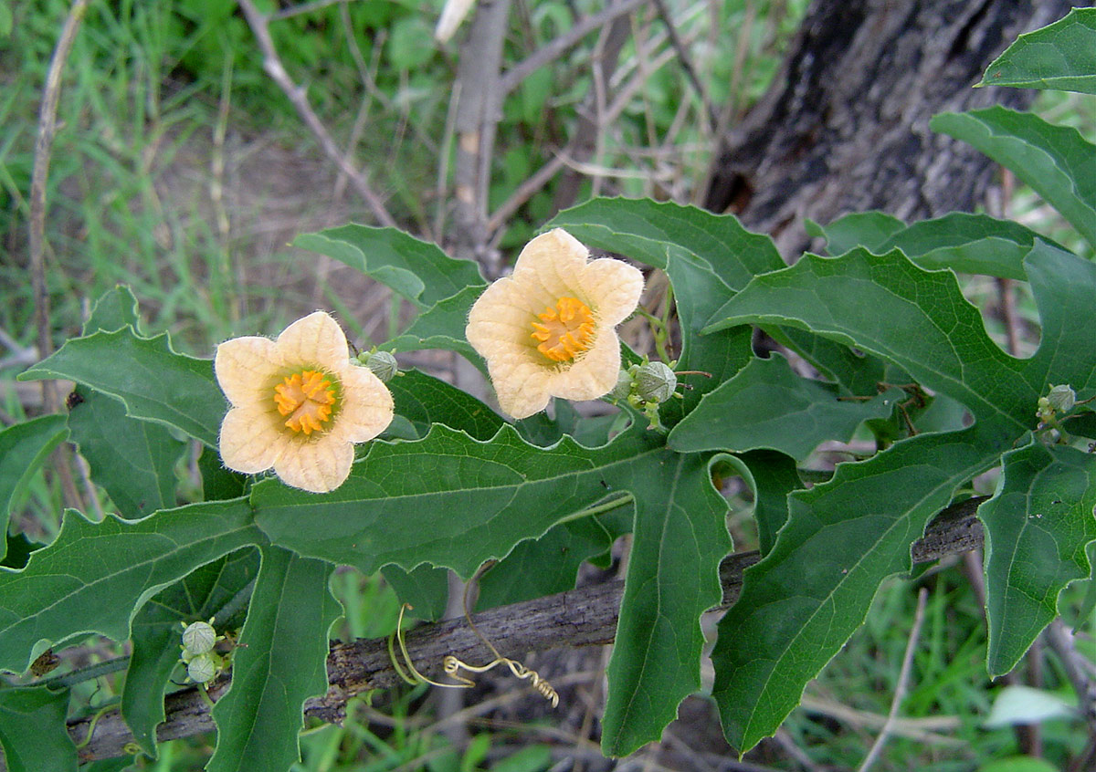 Coccinia adoensis