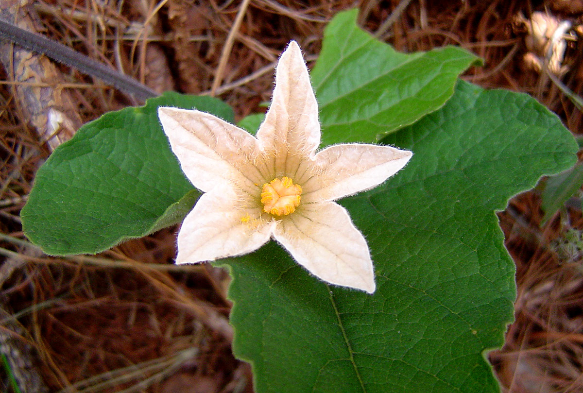 Coccinia adoensis