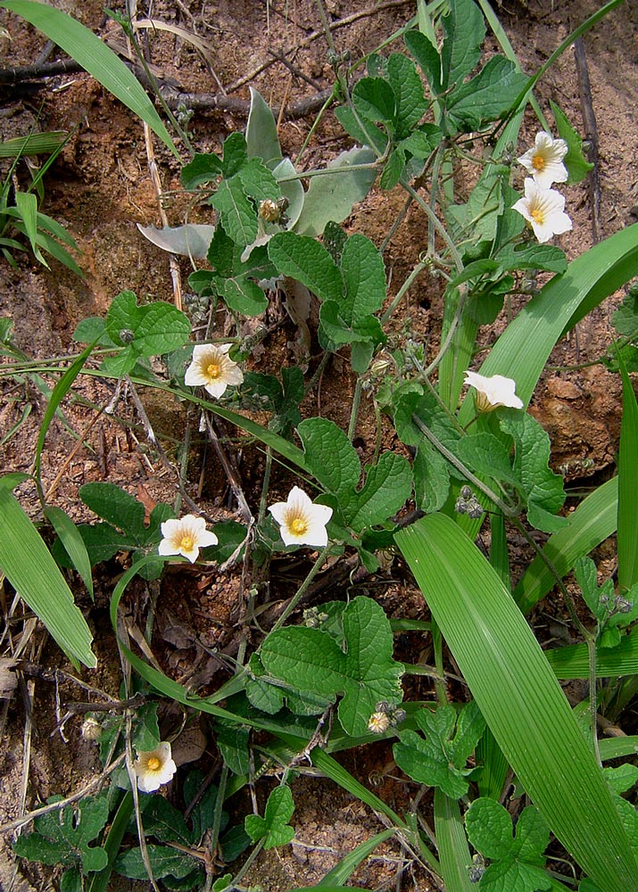 Coccinia adoensis