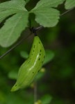 Coccinia adoensis