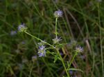 Wahlenbergia capitata