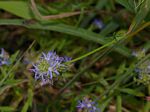 Wahlenbergia capitata