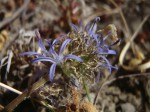 Wahlenbergia capitata