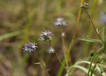 Wahlenbergia capitata