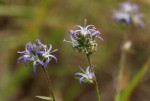 Wahlenbergia capitata