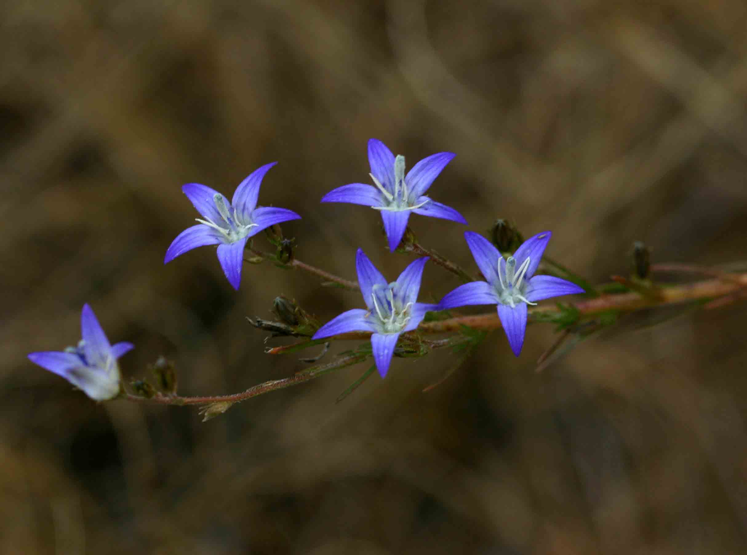 Wahlenbergia denticulata