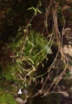 Lobelia erinus