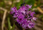 Vernonia hirsuta