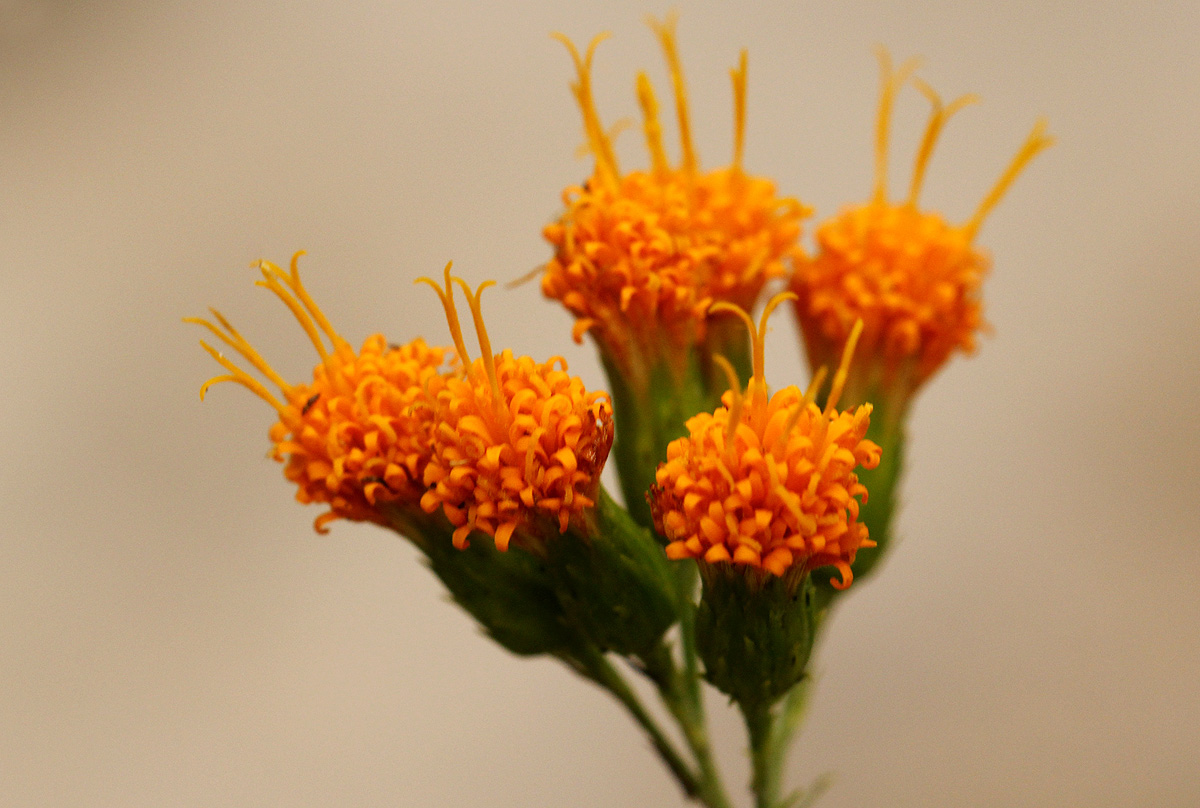 Distephanus divaricatus Distephanus divaricatus