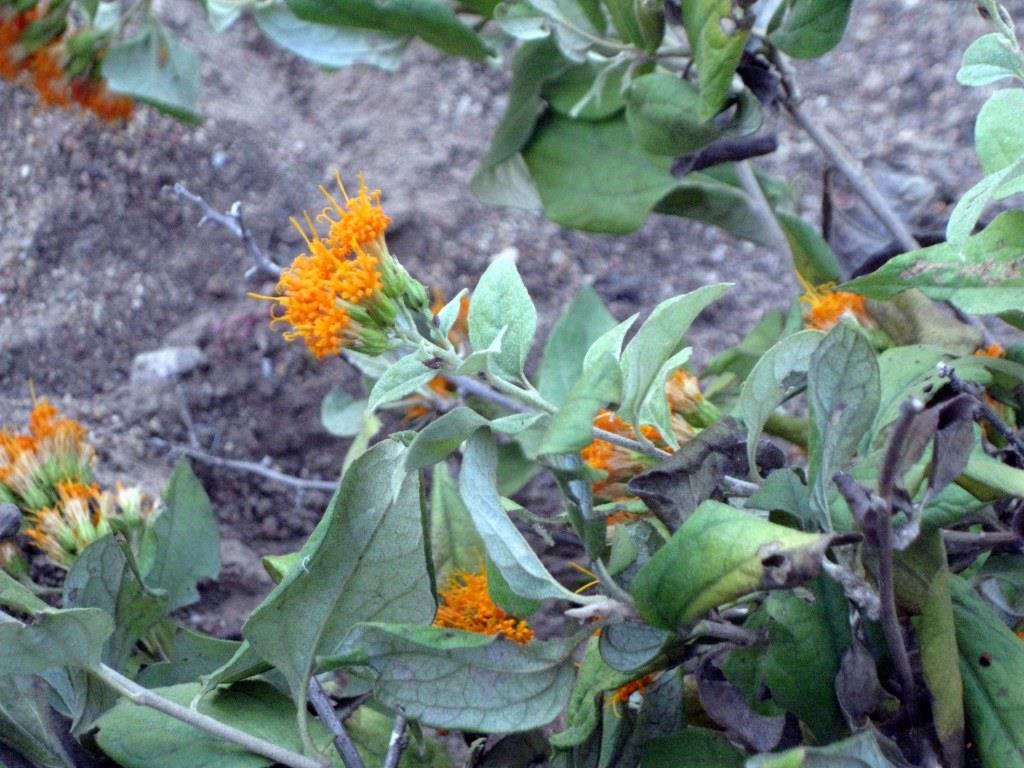 Distephanus divaricatus Distephanus divaricatus