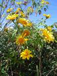 Tithonia diversifolia